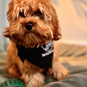 The Nonchalant Pet Package