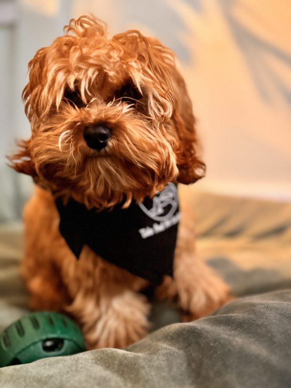 The Nonchalant Pet Package