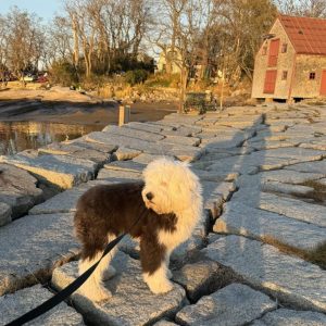 sleepdogagainstafishingshack