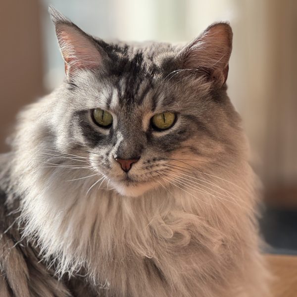 Feline/Canine Nail Trims