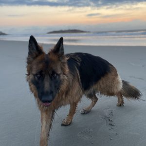 The Conscientious Pet Package