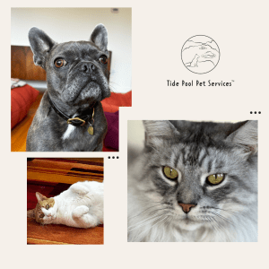 bostonterriergreycatwhiteandbrowncat