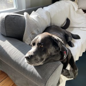 Animal Nanny Services