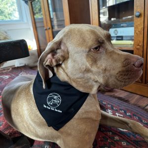 The Homey Pet Package