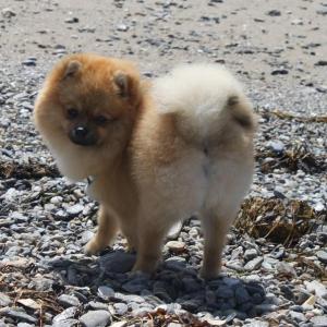 Monthly Anal Gland Expression