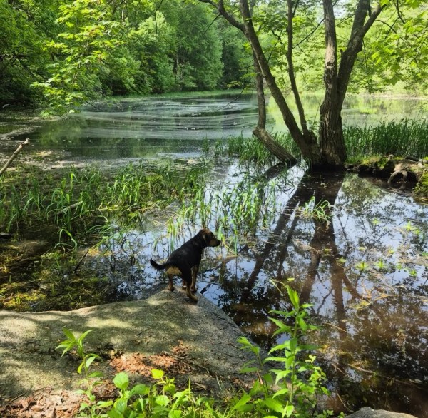 Travel Training with Laney , CVT, CPDT-KA