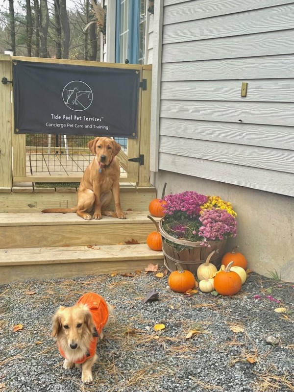 puppiesontidepoolsteps