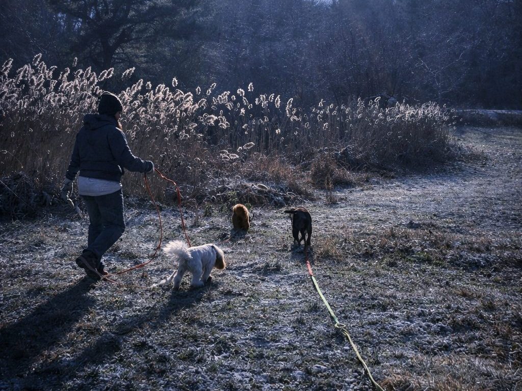 A person walking several dogs on leashes in a snowy outdoor setting under a bright moon.