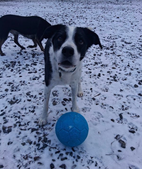 On-Site Training with Cady